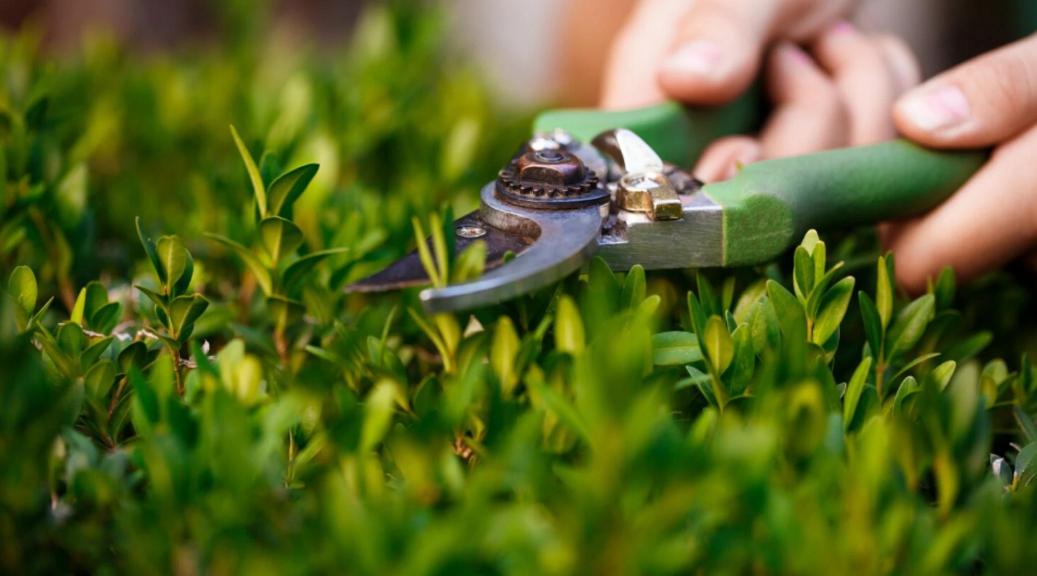Diseño y mantenimiento de jardines y zonas verdes sostenibles